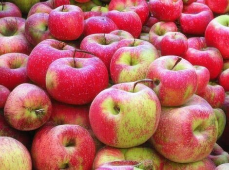 В Ставропольском крае собрано около 79 тонн ранних сортов яблок
